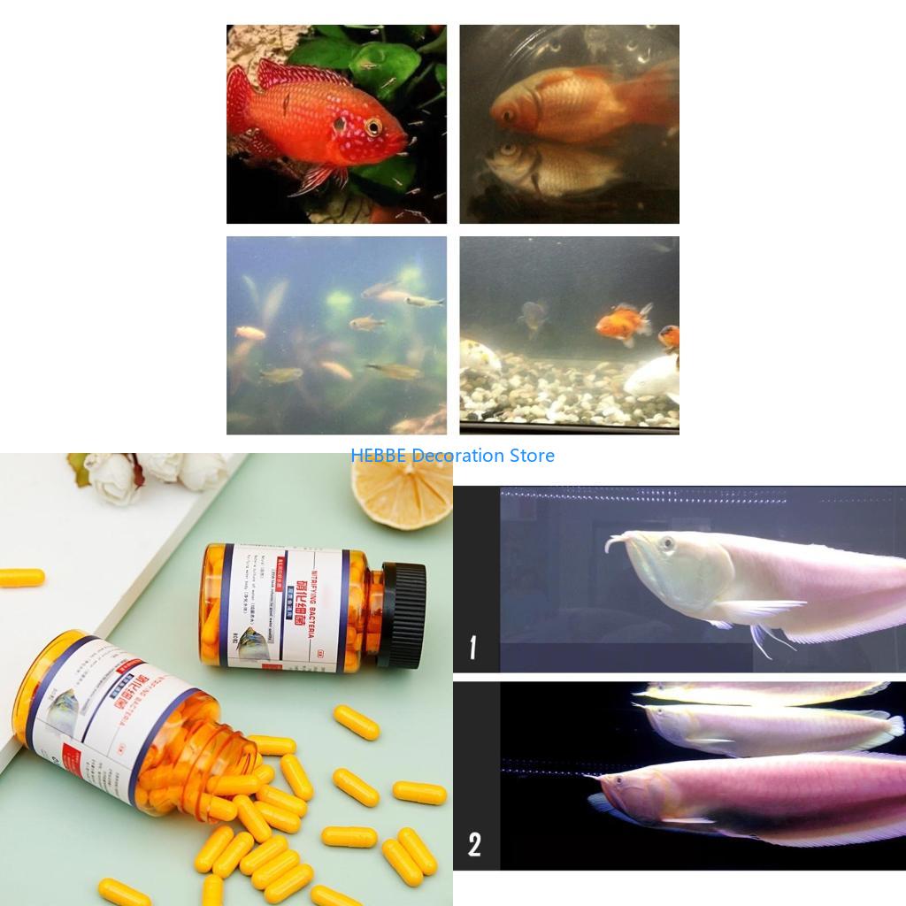 B0KC Nitrifying Capsules Estab - Aquarium Fish Medicine ulasan dan harga