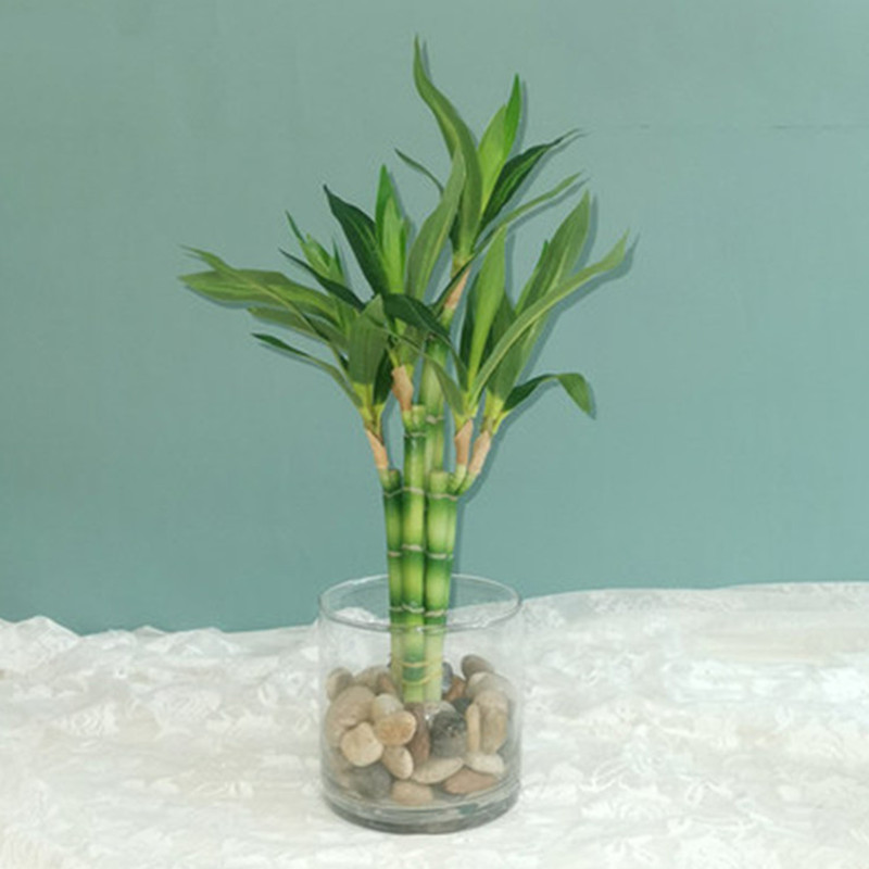 New 40cm Artificial Lucky Bamb - Aquarium Fish Names ulasan dan harga