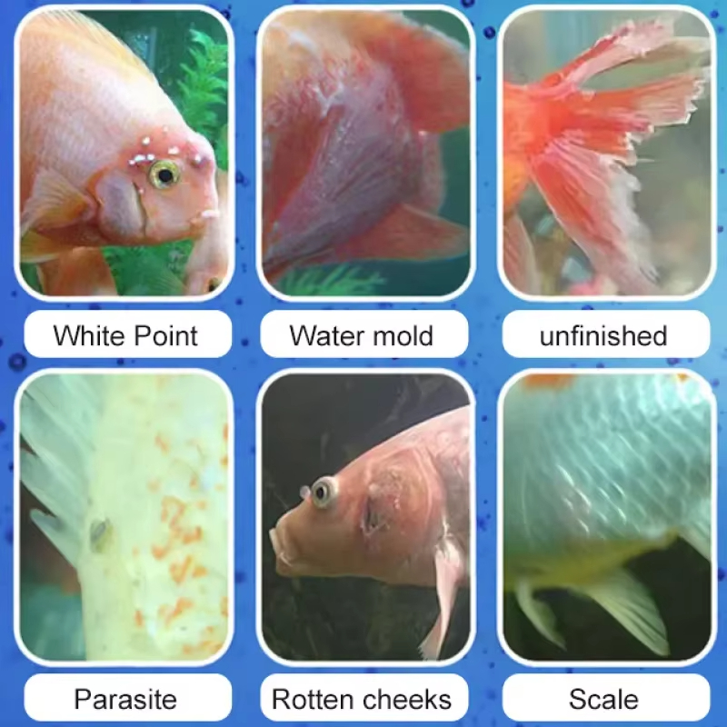 SIKEZHAN Fish Disease Treatmen - Aquarium Fish Medicine ulasan dan harga