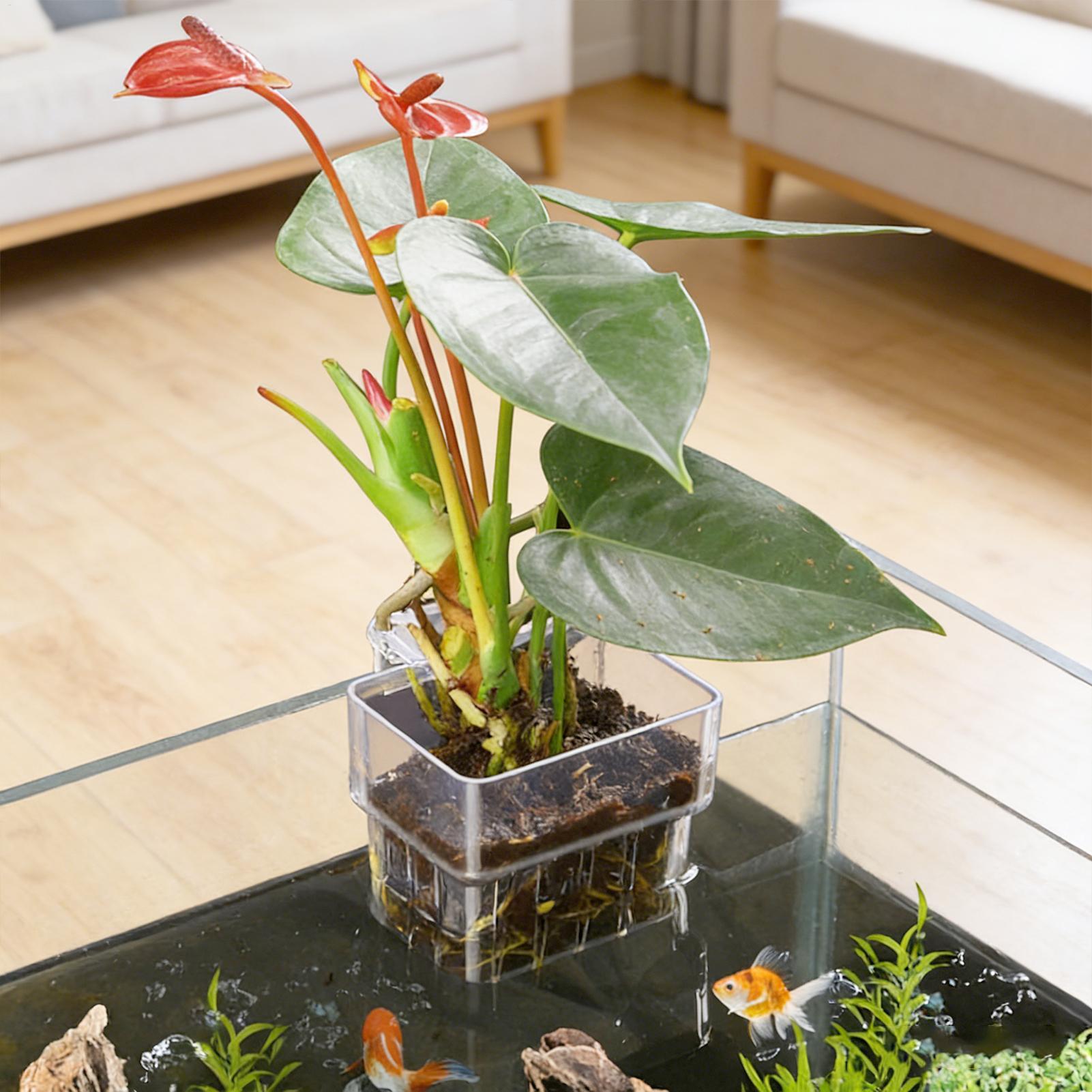Transparent Hangable Aquarium  - Aquarium Fish Names ulasan dan harga