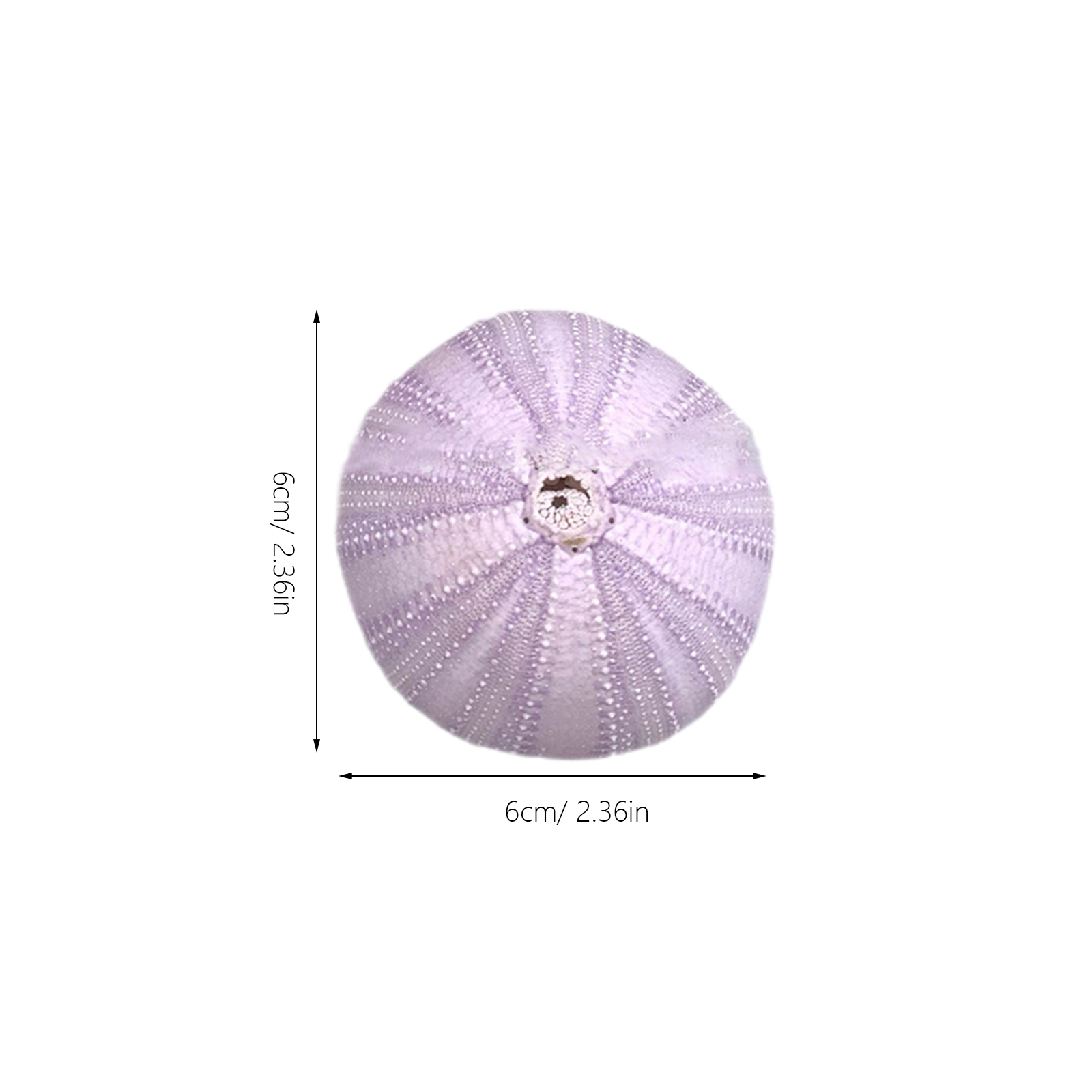 6Pcs Sea Urchin Shell Decor Na - Aquarium Fish Pot ulasan dan harga