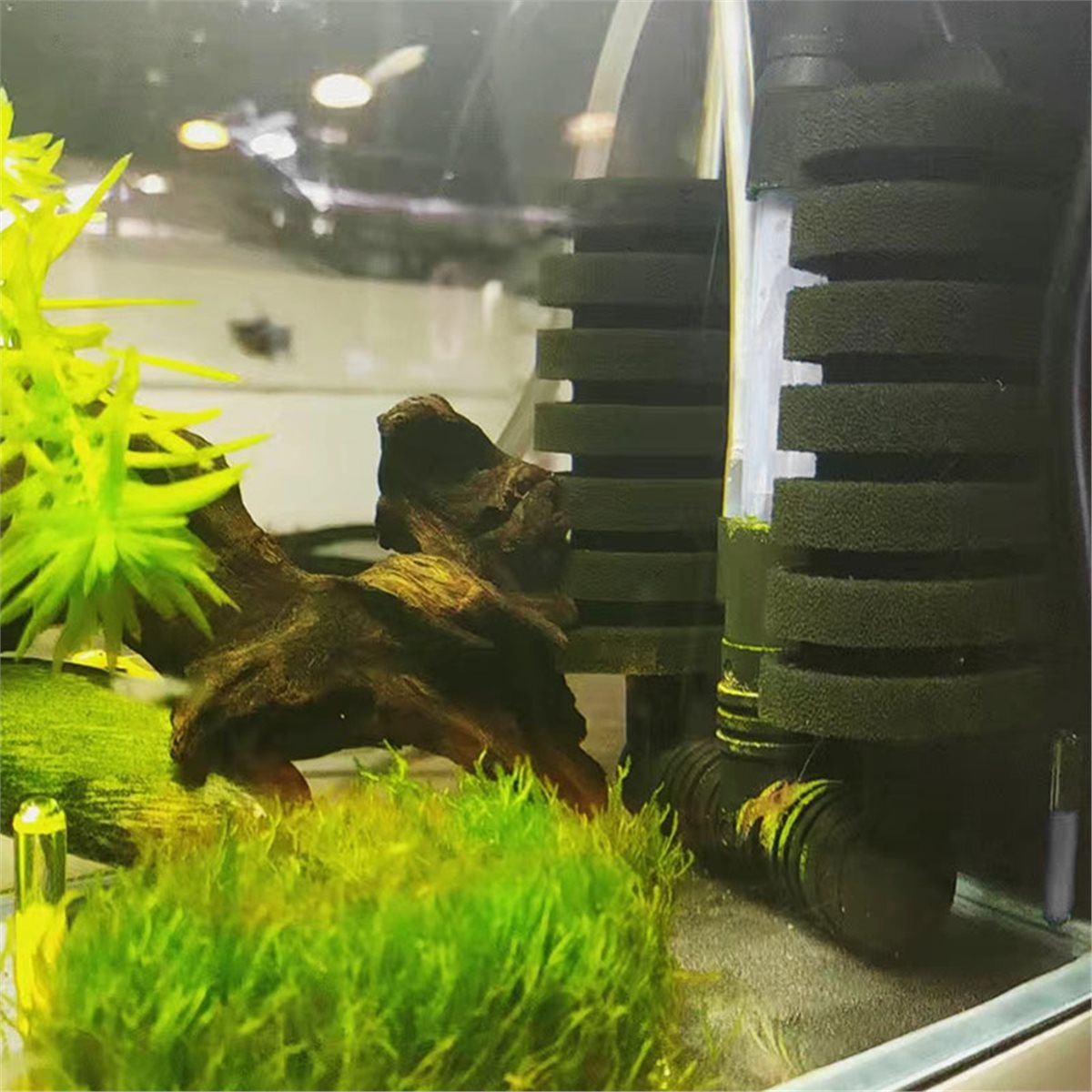 【MUST-HAVE LIST】 Aquarium Filt - Aquarium Fish List ulasan dan harga